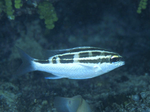 Scolopsis lineata